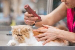 Commercial Insurance Policy 3 groomer